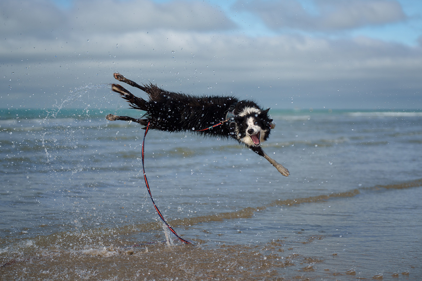 Sample 10 Sheep dog jumping at the beach @78mm. Camera settings: 1/2000 sec. f/2.8. ISO 125