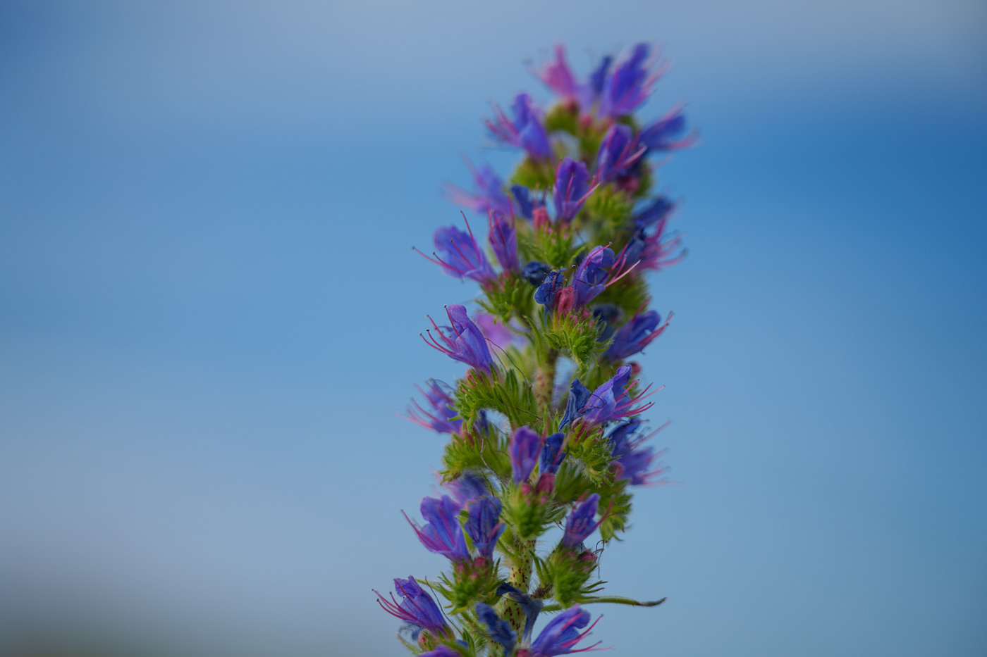 Sample 11 Viper's bugloss @147mm. Camera settings: 1/800 sec. f/2.8. ISO 100