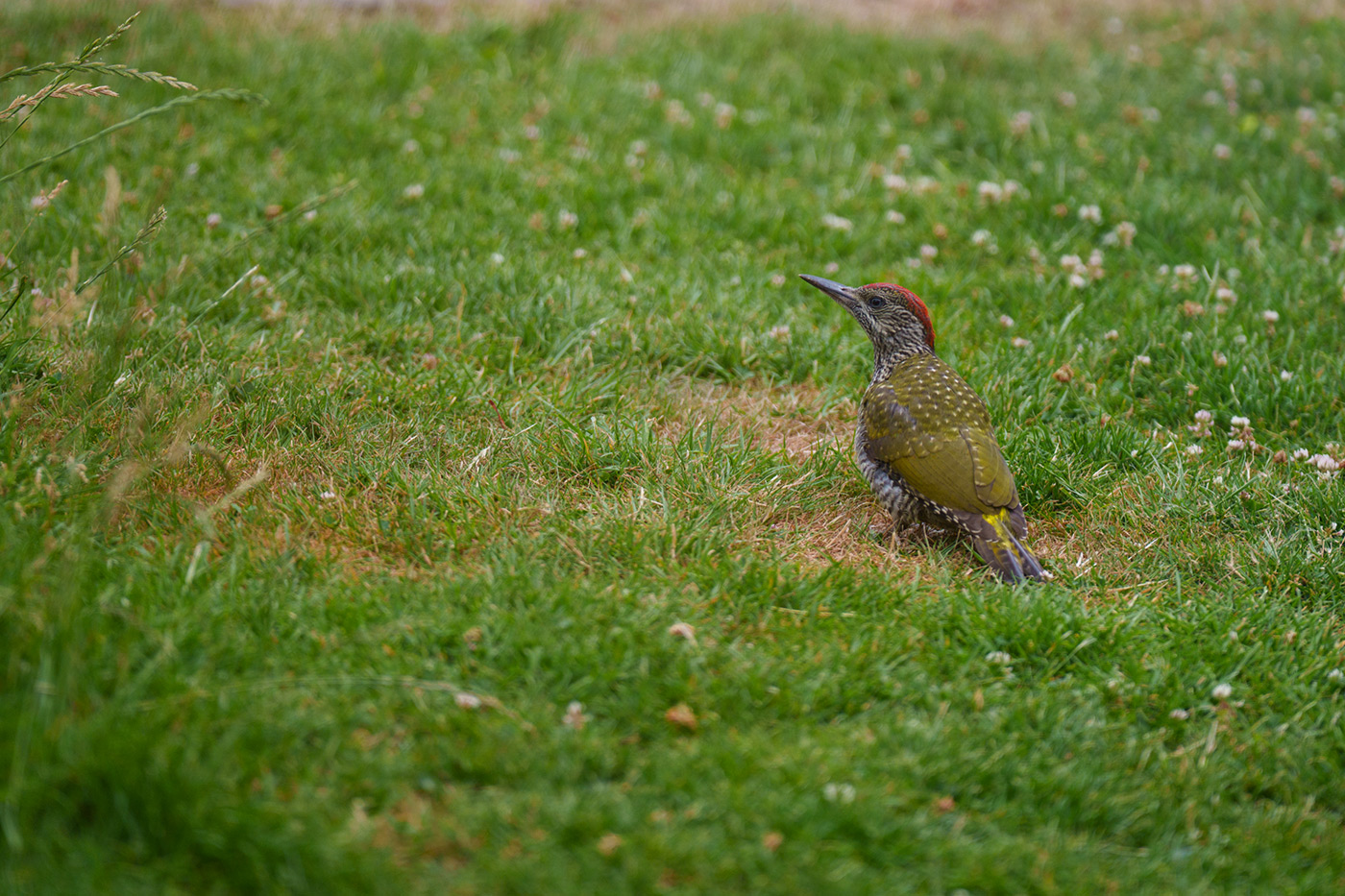 Sample 12 juvenile European green woodpecker (cropped) @180mm. Camera settings: 1/500 sec. f/2.8. ISO 250
