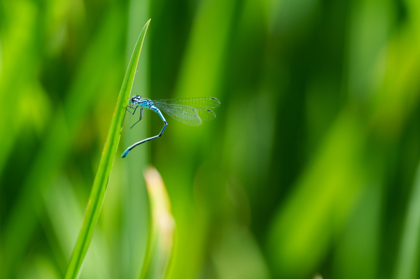 Sample 13 Azure Damselfly (cropped) @180mm. Camera settings: 1/500 sec. f/4. ISO 400