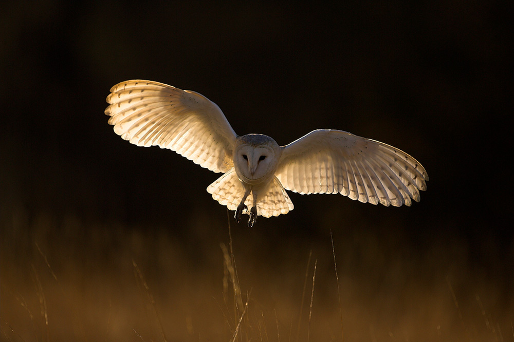 Barn owl hunting