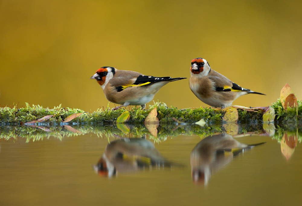 Goldfinches reflection
