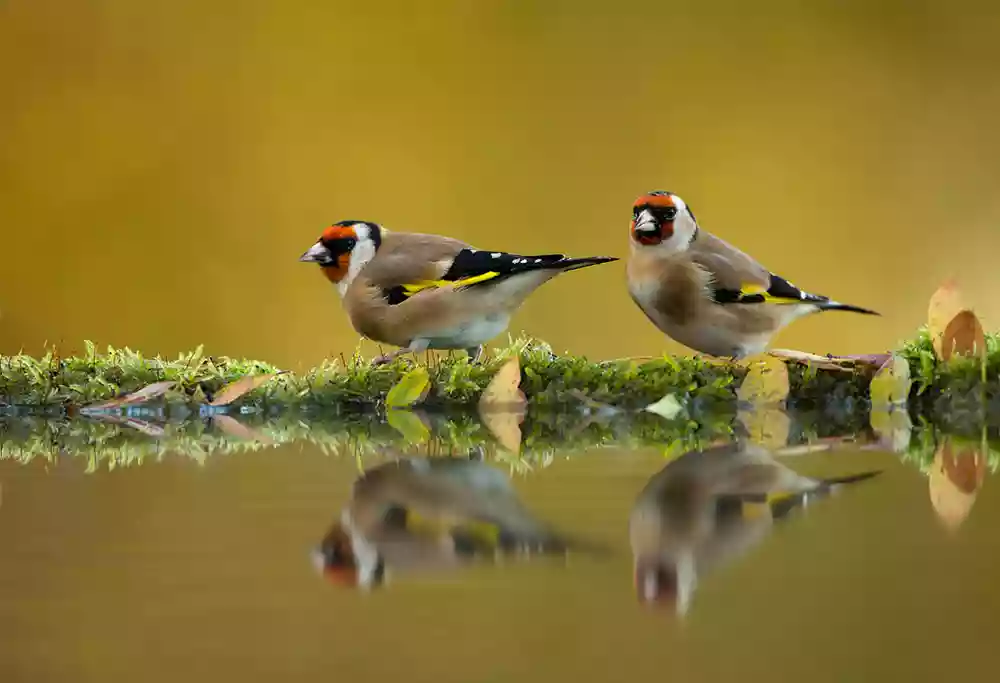 Goldfinches reflection