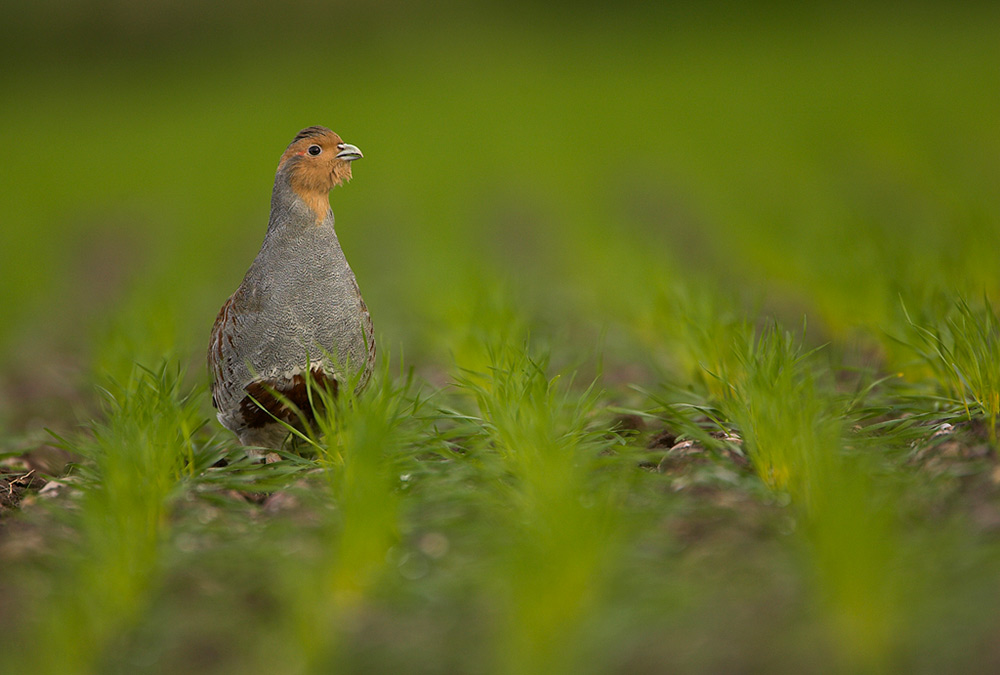 Grey partridge