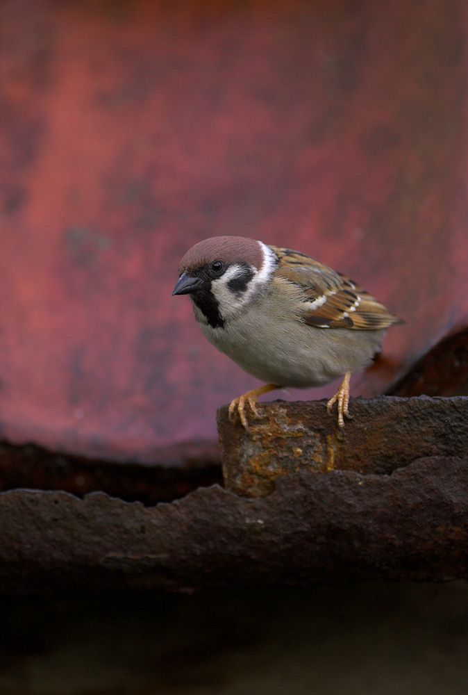 Tree sparrow