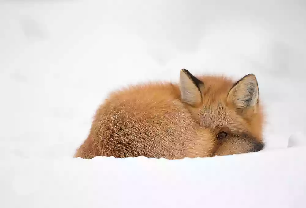 Red fox sleeping in snow