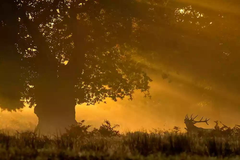 Red deer roaming at dawn