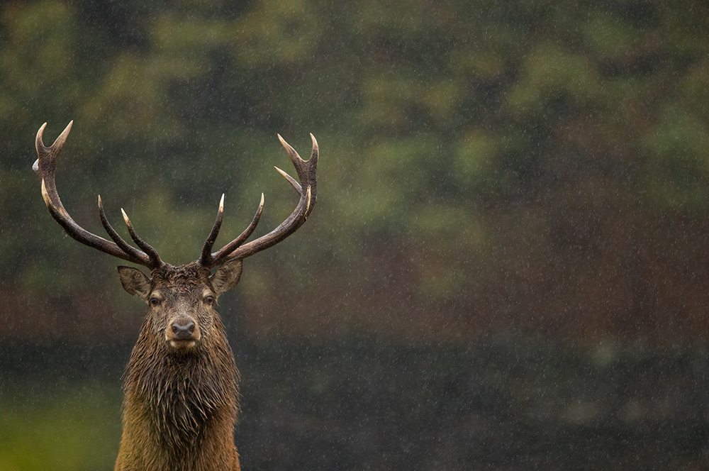 Red stag in the rain