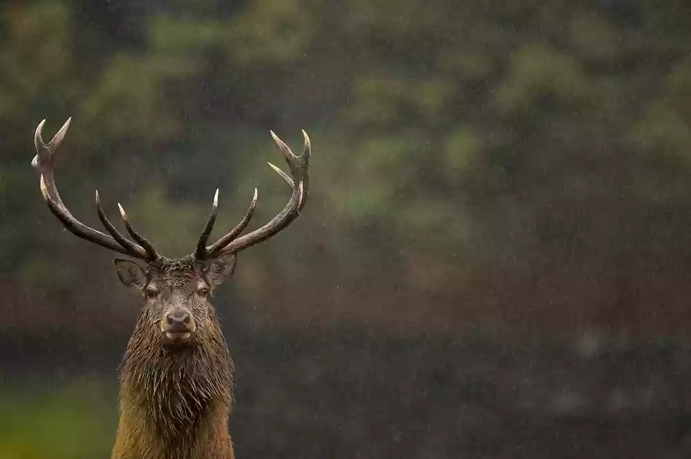 Red stag in the rain