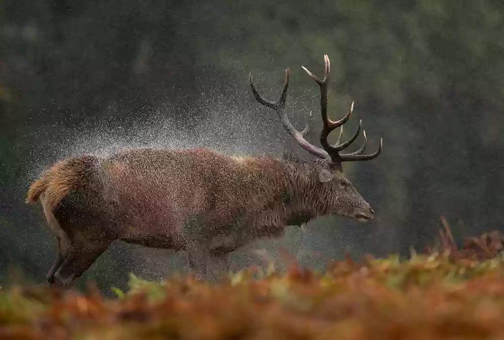 Red stag shaking himself dry