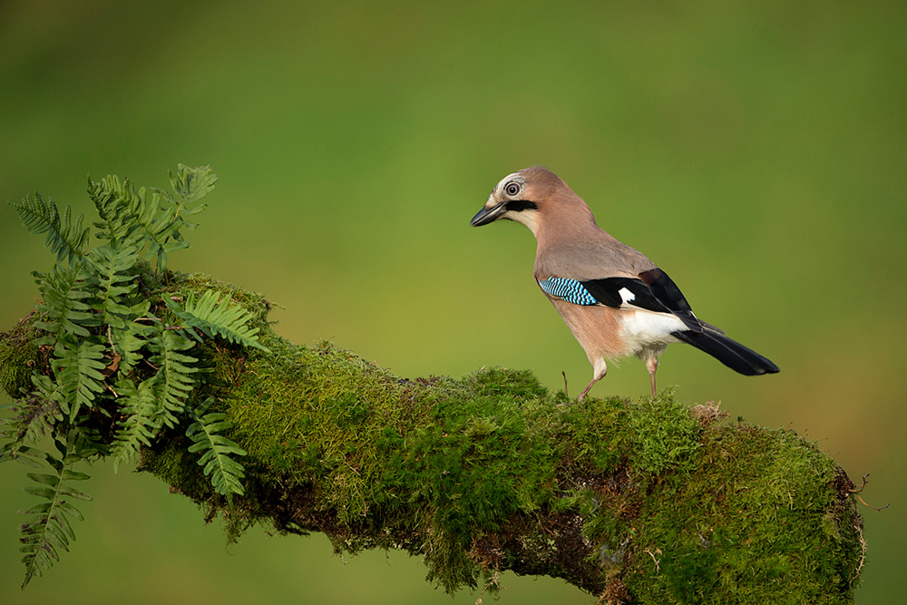 Jay bird photographed locally