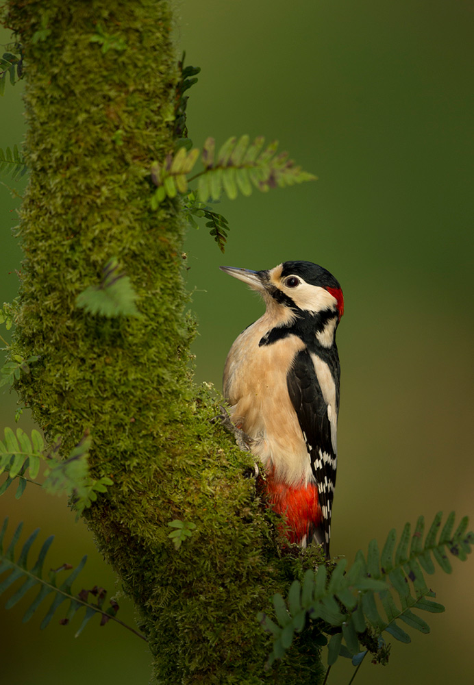 Great Spotted Woodpecker