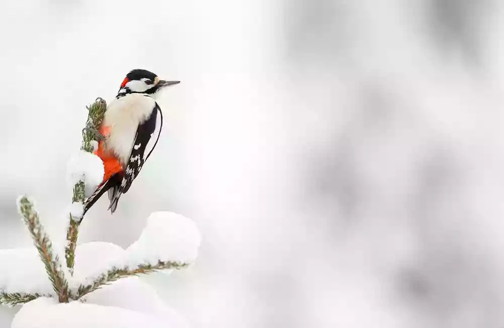 Woodpecker in the snow