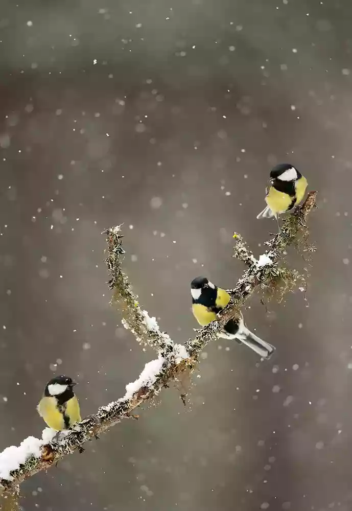 Great tits birds in the snow