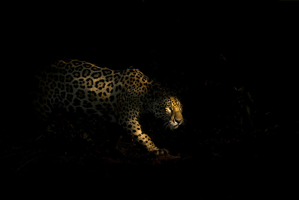 Wildlife photogrpaher Ben Hall dialled in negative EV to lower exposure of jaguar