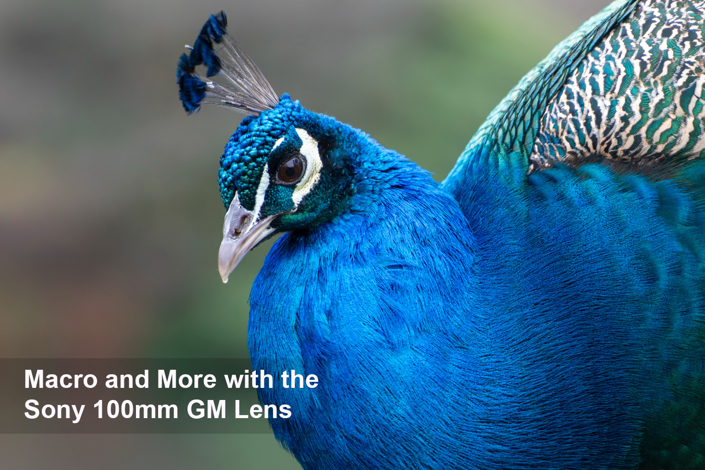 Macro and More with the Sony 100mm GM Lens