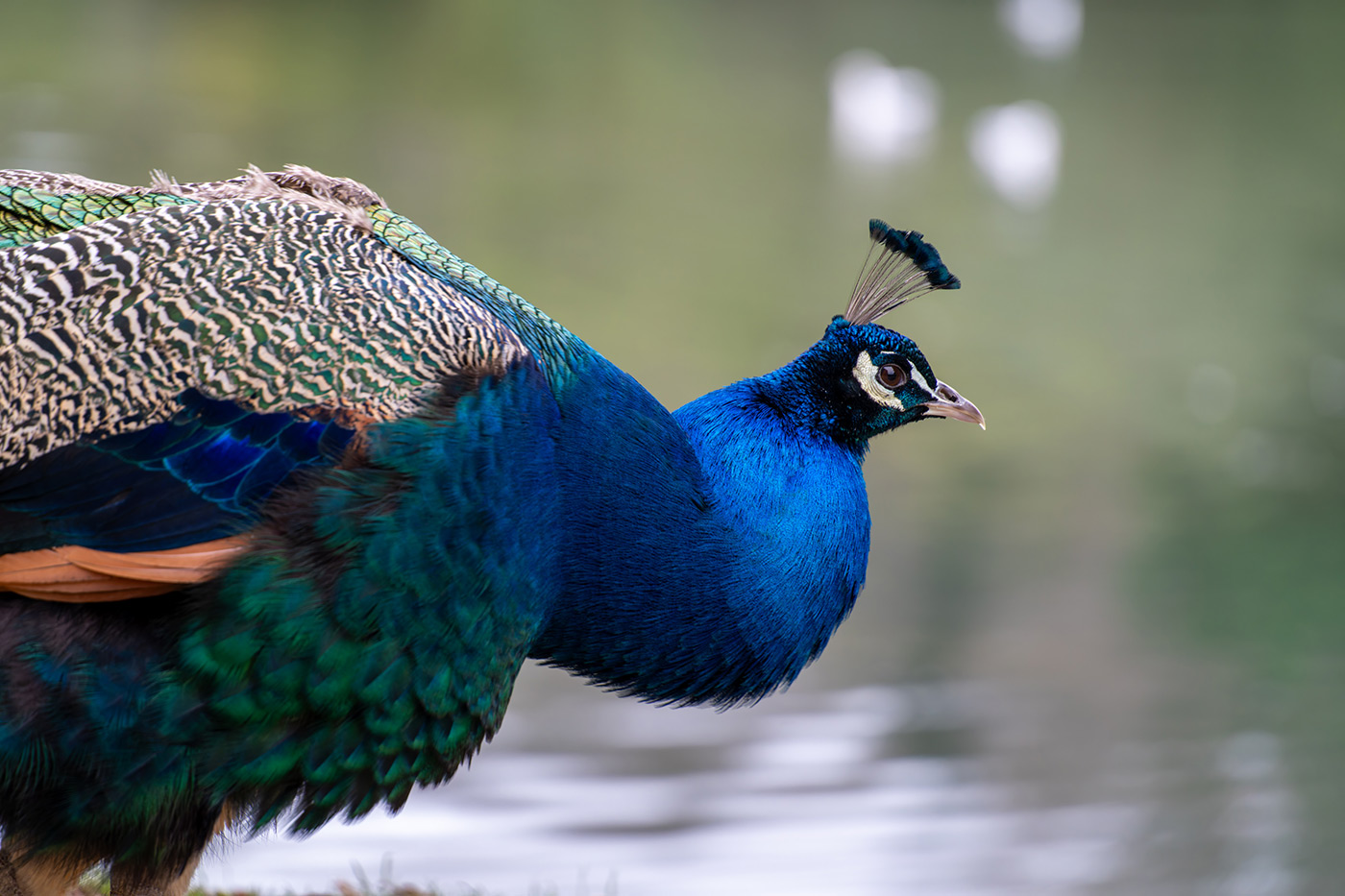 Sample 03 Sony FE 100mm F2.8 Macro GM OSS Lens with 2.0x Teleconverter (@200mm). Camera settings: 1/125 sec. f/5.6. ISO 1000