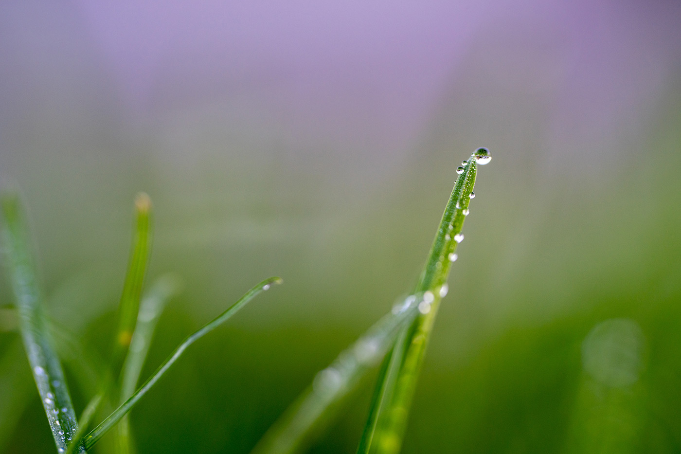 Sample 07 Droplet Sony FE 100mm F2.8 Macro GM OSS Lens. Camera settings: 1/125 sec. f/2.8. ISO 800