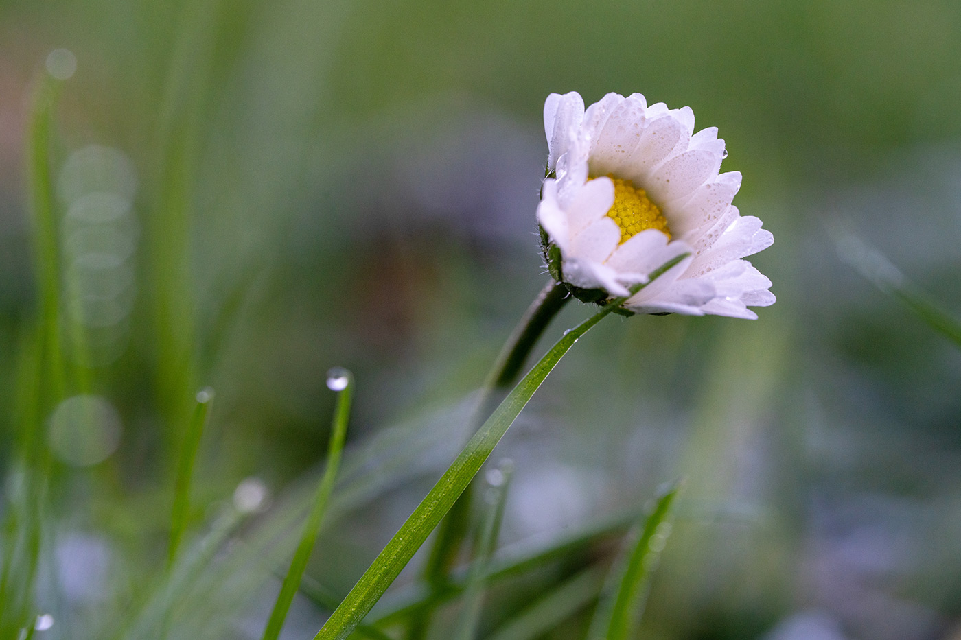 Sample 08 Daisy Sony FE 100mm F2.8 Macro GM OSS Lens. Camera settings: 1/125 sec. f/7.1. ISO 2000