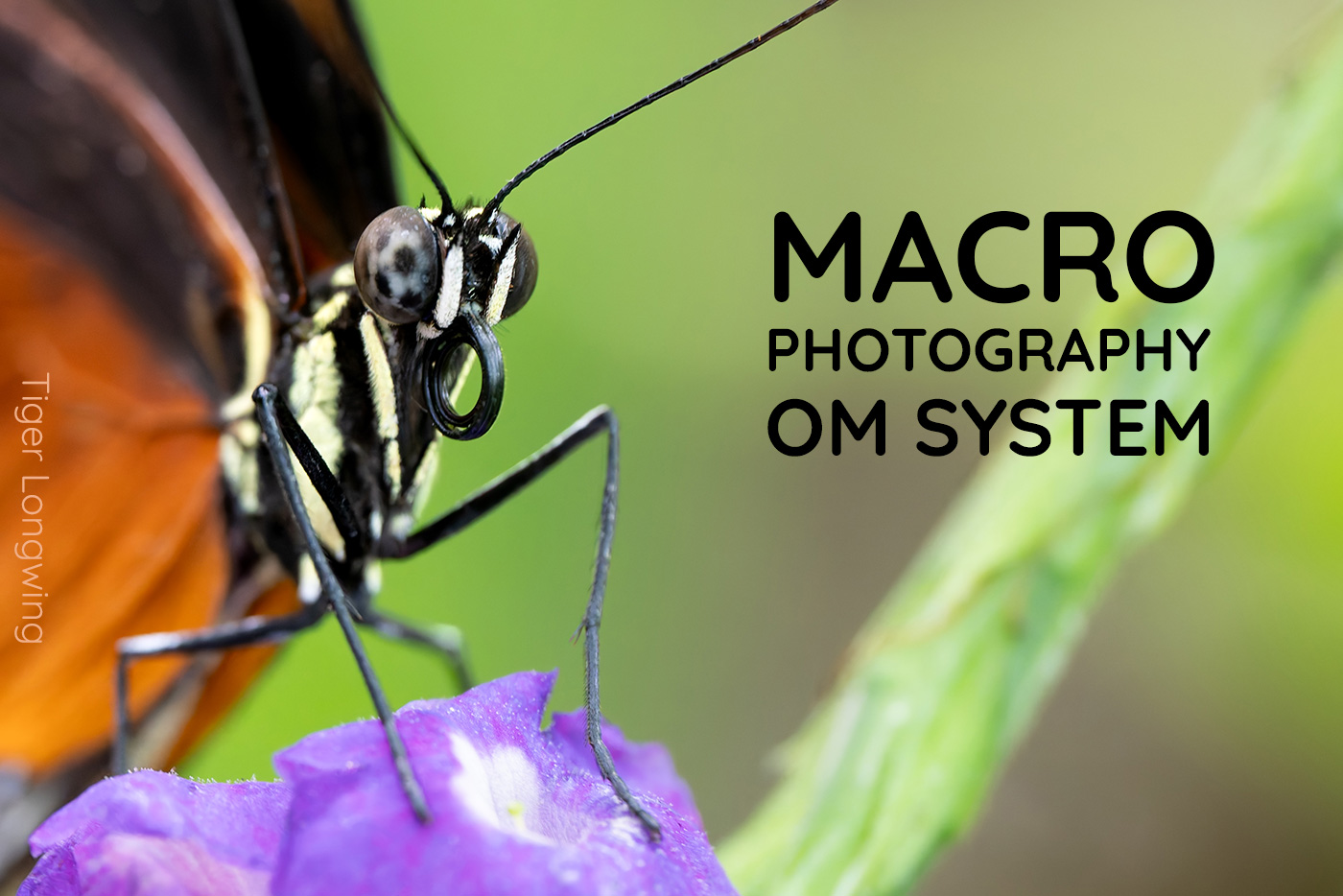 Extreme Tiger Longwing close-up for the Macro Photography with OM System banner