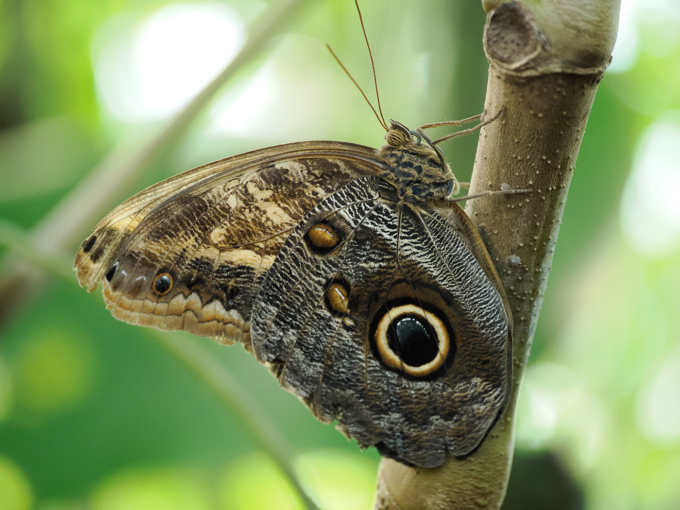 Sample 01 Owl butterfly. Settings: 1/250 sec. f/3.5. ISO 2500