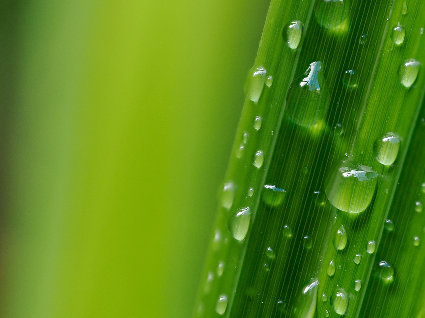 Sample 02 Rain droplets on blade of grass. Settings: 1/250 sec. f/5. ISO 1600