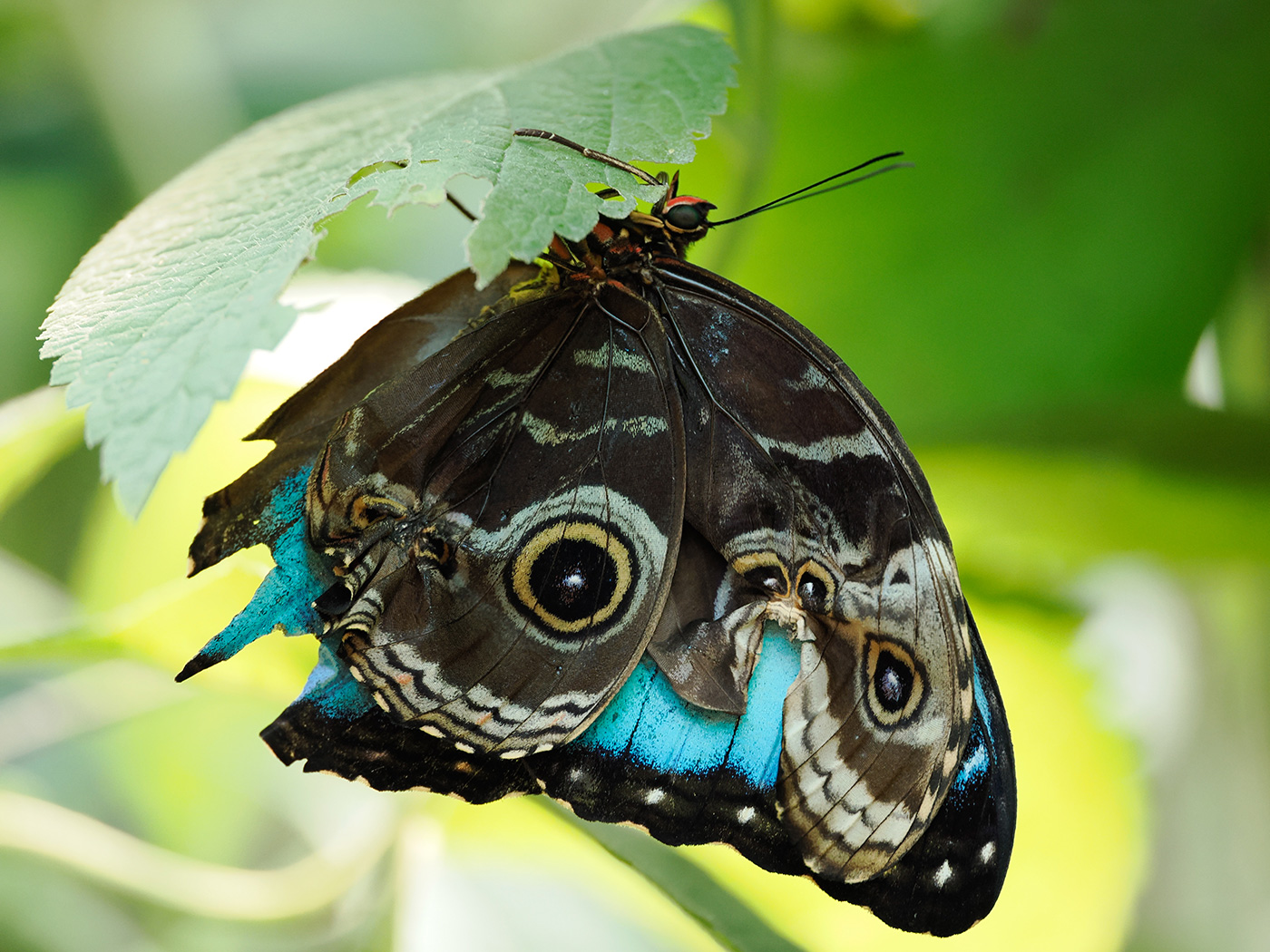 Sample 03 Blue Morpho. Settings: 1/250 sec. f/3.5. ISO 1250