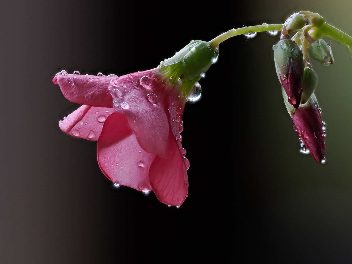 Sample 04 Pink Sorrel flower with droplets. Settings: 1/250 sec. f/5. ISO 1250