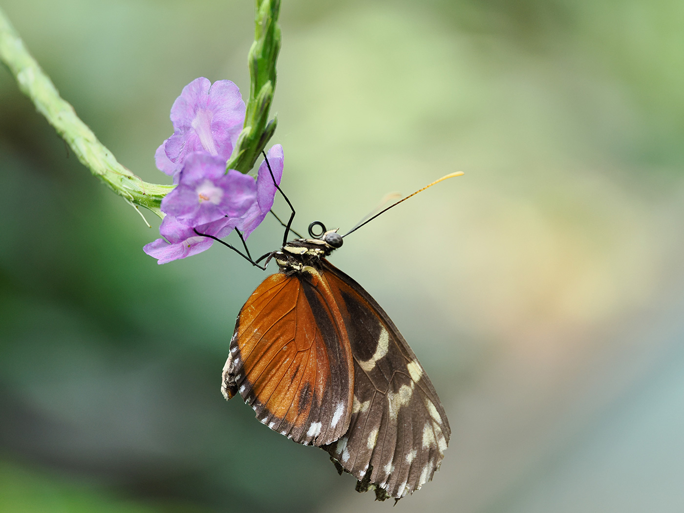 Sample 05 Tiger Longwing. Settings: 1/250 sec. f/3.5. ISO 1000