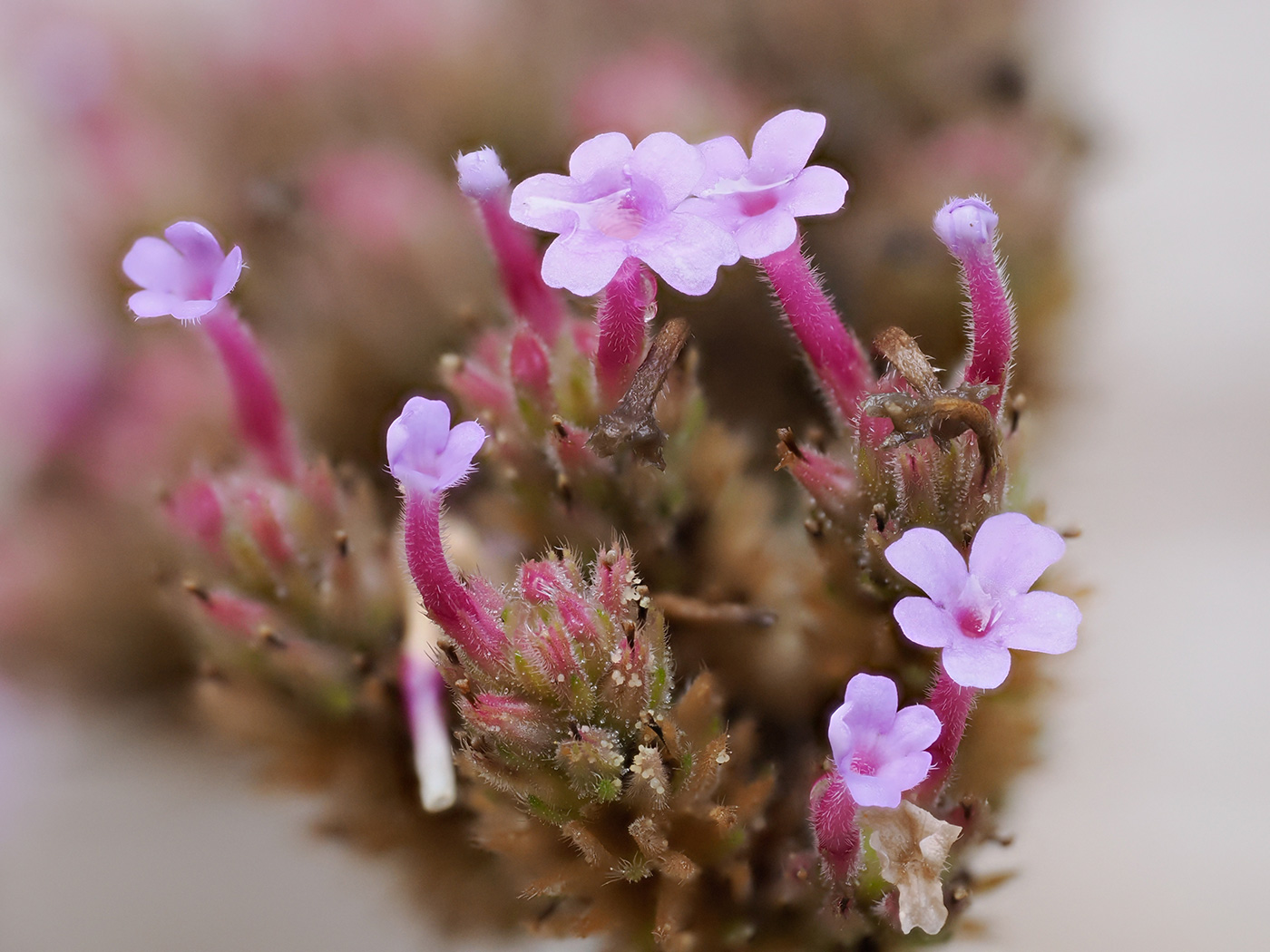 Sample 06 Verbena flowers. Settings: 1/250 sec. f/5. ISO 1000