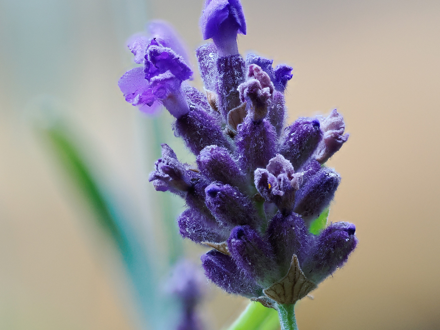 Sample 07 Lavender flower. Settings: 1/250 sec. f/5. ISO 2500