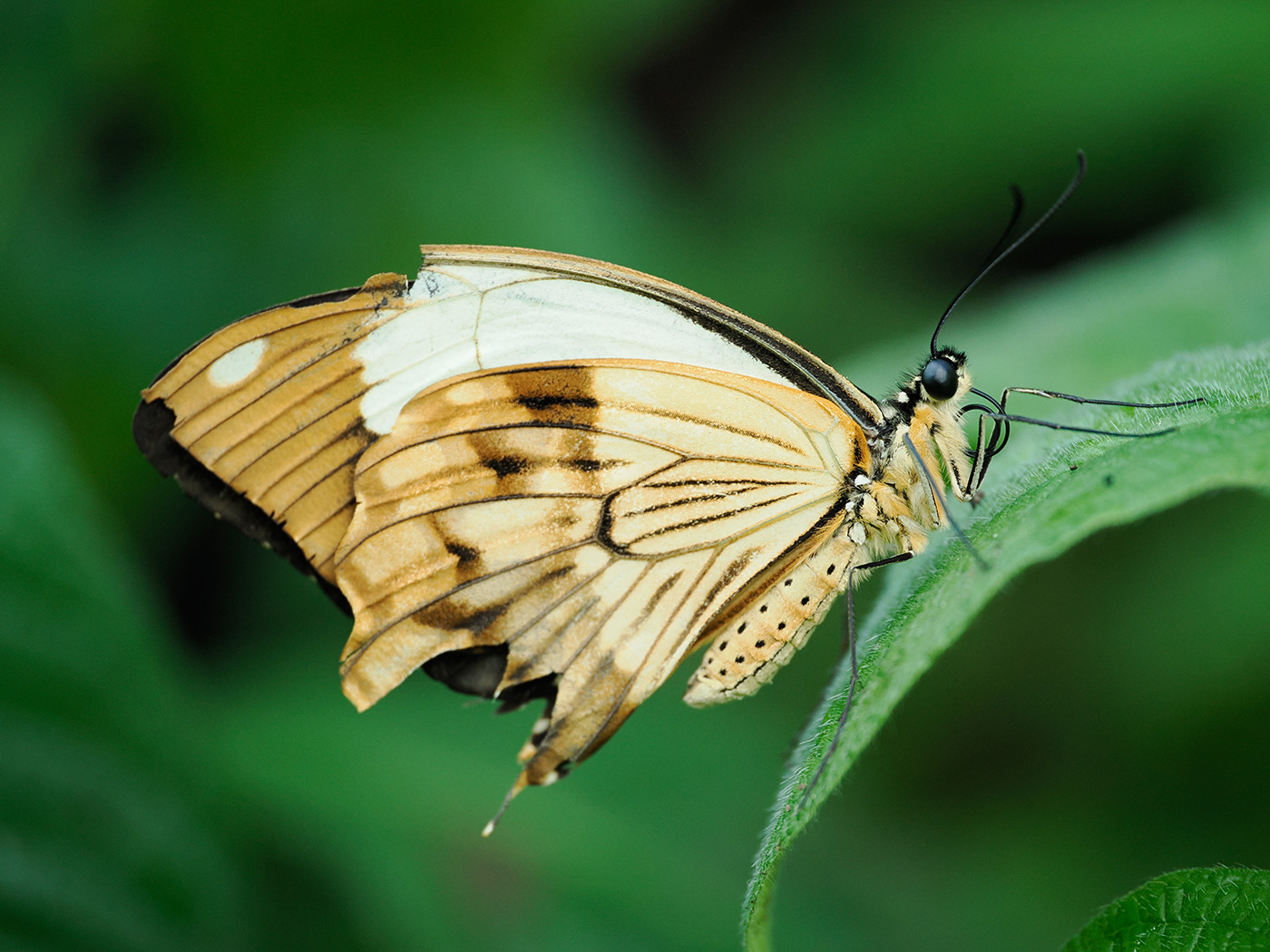 Sample 08 African swallowtail. Settings: 1/250 sec. f/3.5. ISO 1250