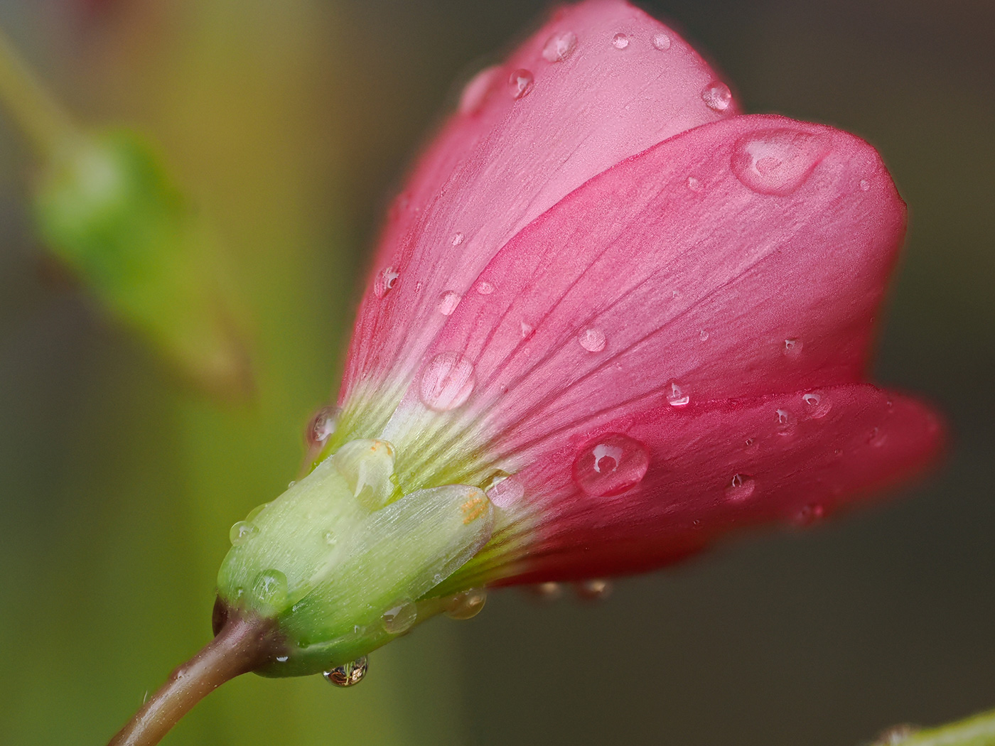 Sample 09 Pink Sorrel flower with droplets. Settings: 1/250 sec. f/5. ISO 800