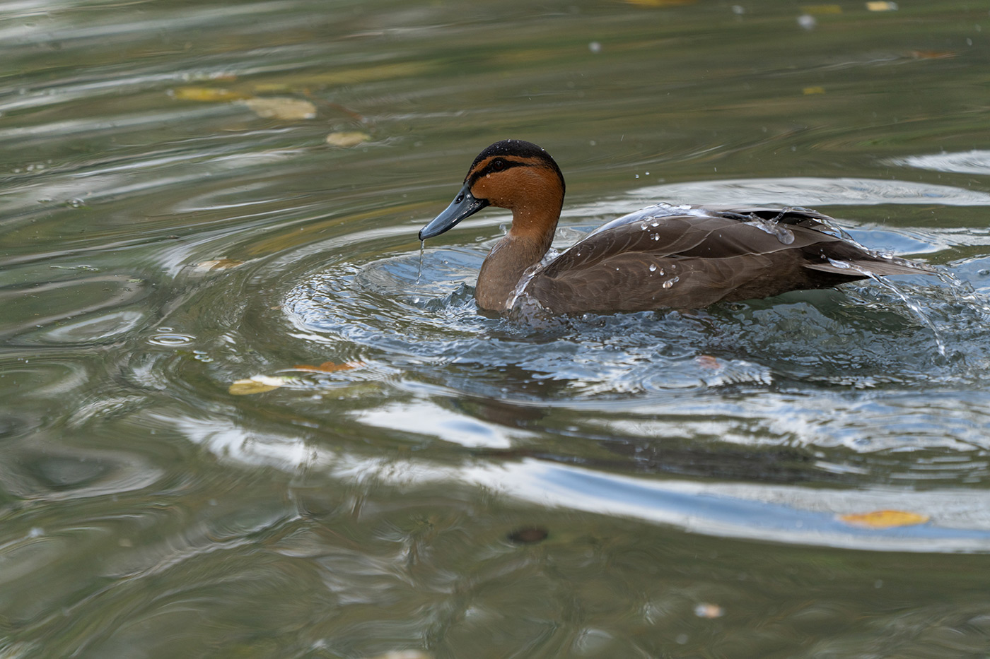 Photograph showing fill light on duck with MagMod