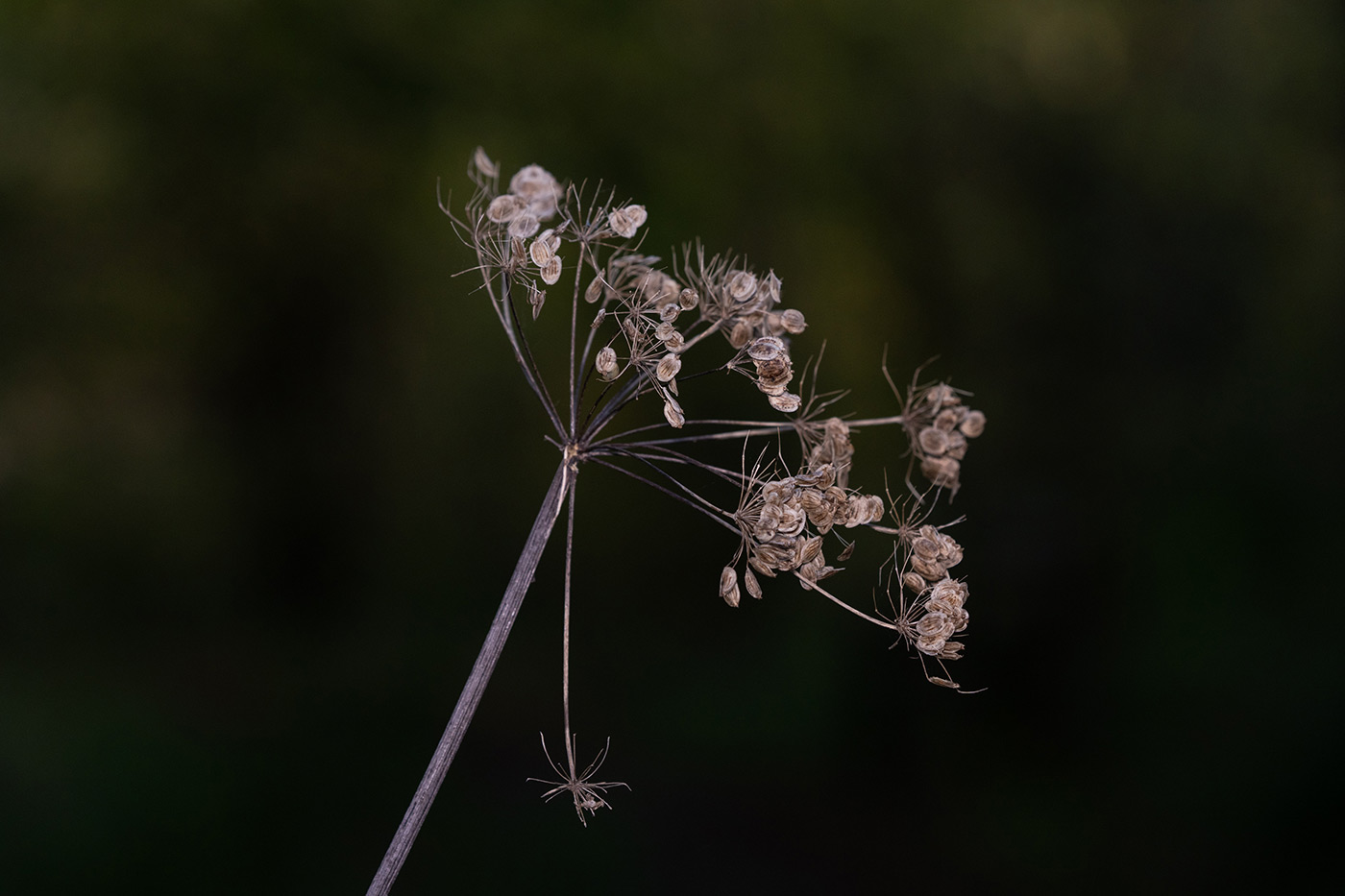 Removing background with camera flash settings