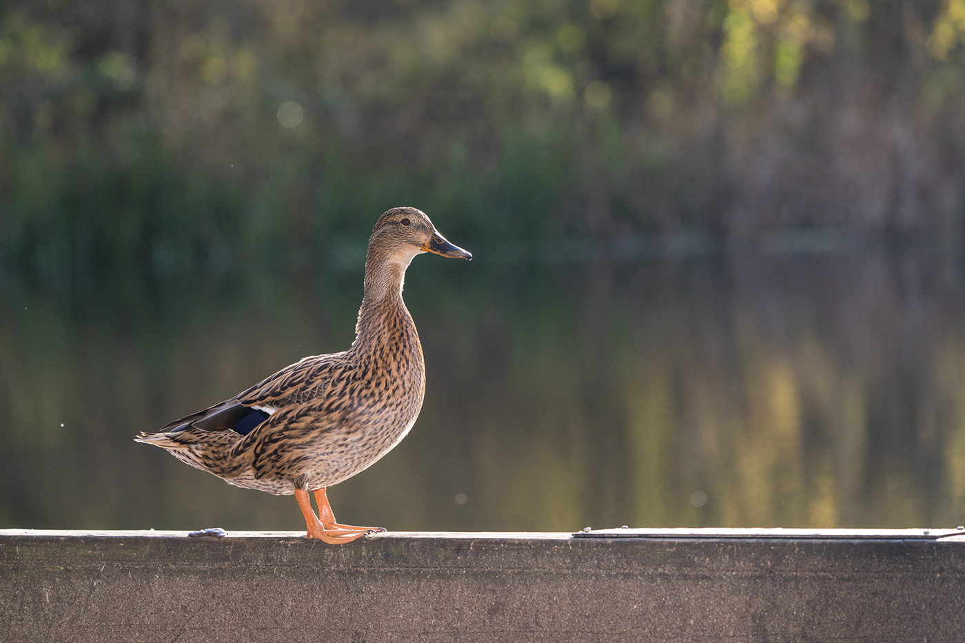 Fill ligh from the flasht on a backlit duck