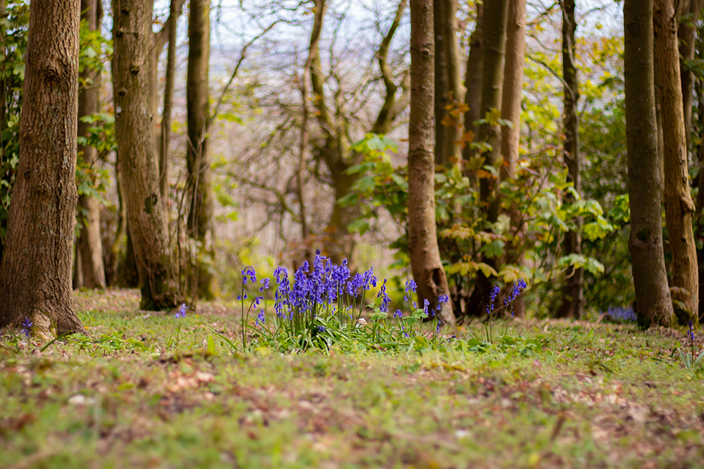 Bluebell forest taken with Canon EOS 80D and Canon EF 50mm f/1.8 STM Lens. Settings: 1/1000 sec. f/1.8. ISO 100