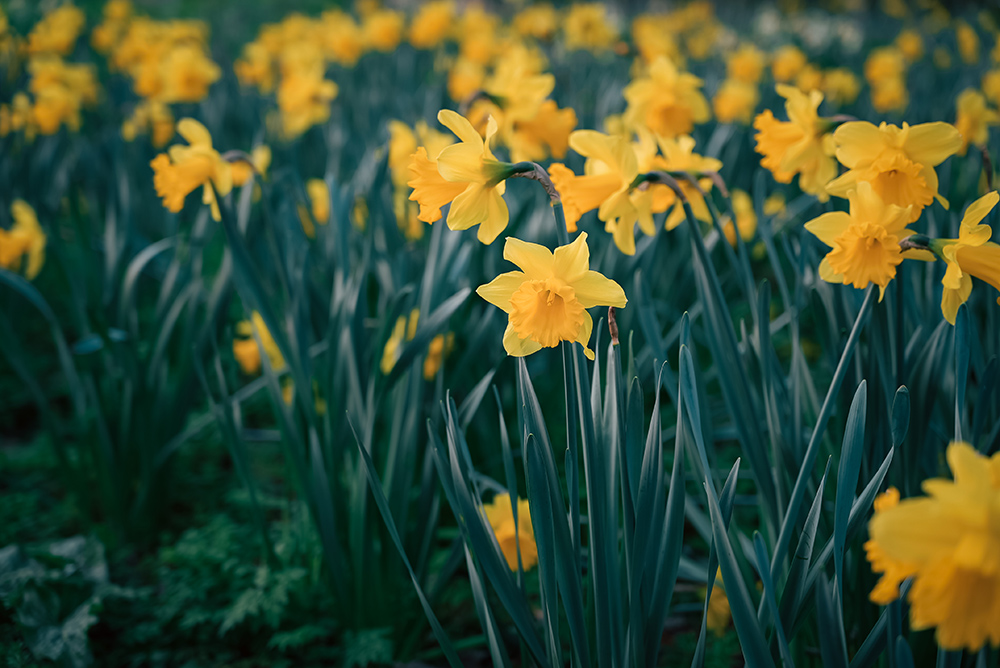 Spring daffodils taken with Sony ZV-E1 and Sony FE 20-70mm f/4 G Lens @70mm. Settings: 1/80 sec. f/4. ISO 200