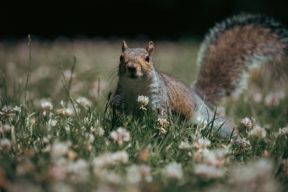 Squirrel taken with Nikon Z7 and Nikon Z 100-400mm F/4.5-5.6 S Lens @220mm. Settings: 1/640 sec. f/5. ISO 100