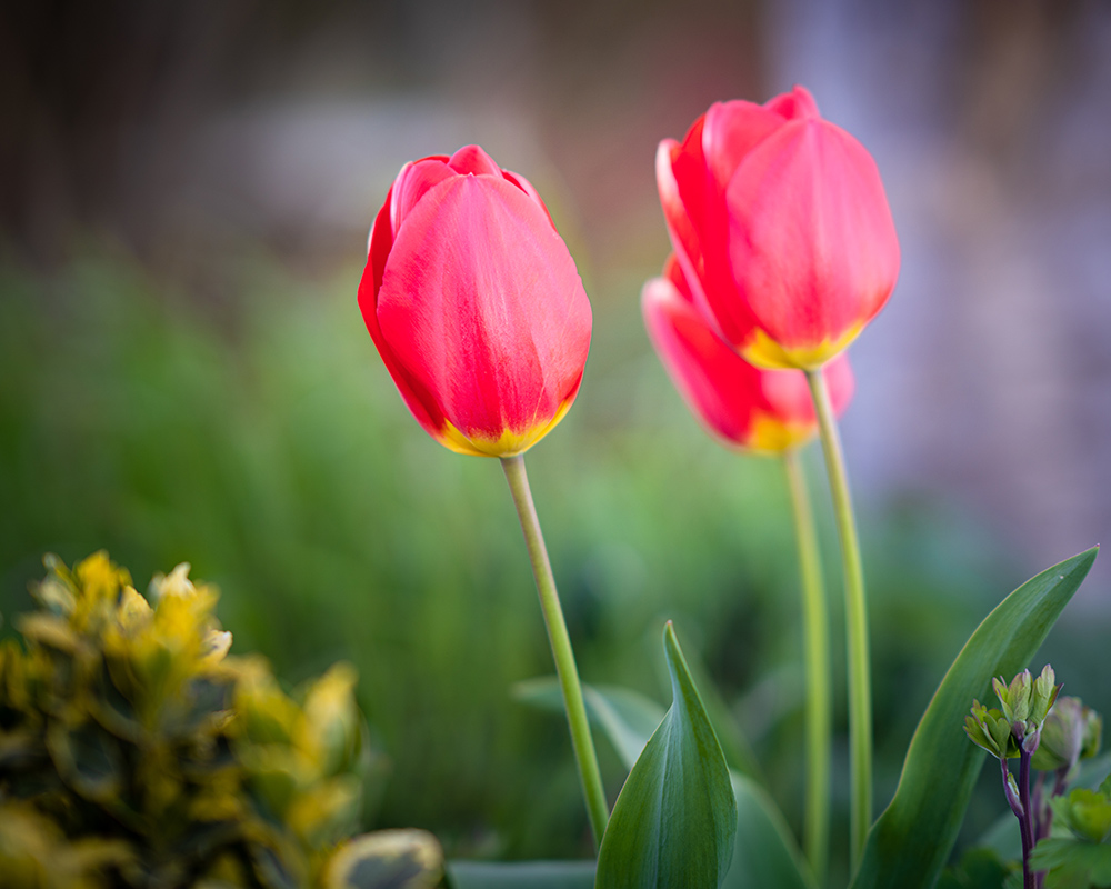 Tulips captured in spring