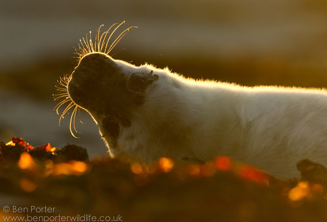 Ben Porter Grey Seal