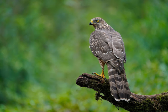 Gustav Kiburg Bird of Prey