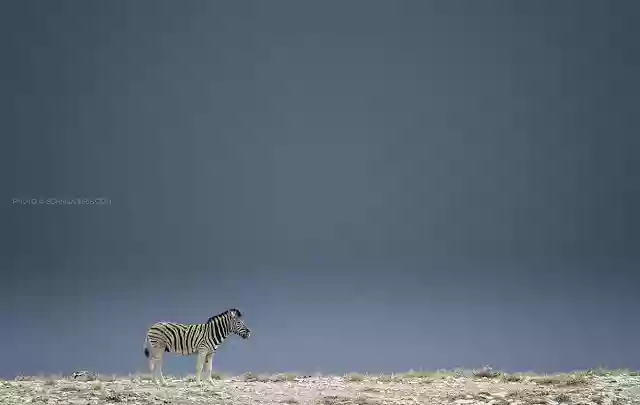 Zebra by Chris Schmid