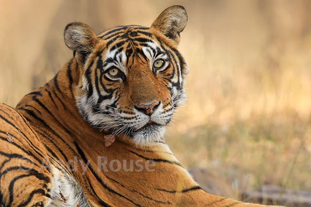 Andy Rouse Toger Face On