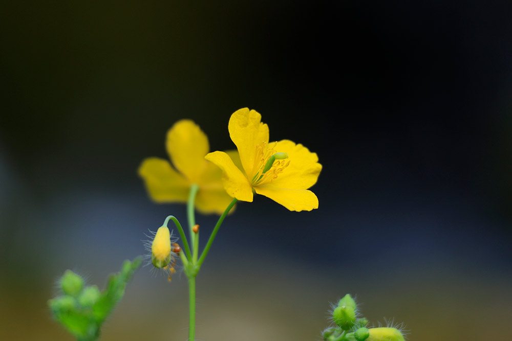 RF 100-400mm mounted on EOS R6 body at 400mm. 1/85 sec. f/8. ISO 400.