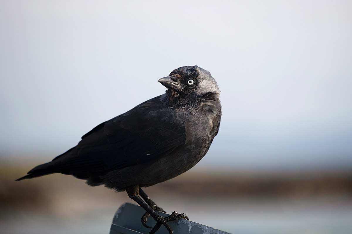RF 70-200mm f/4 bird photograph
