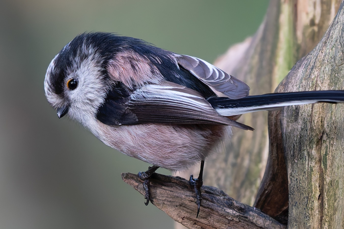 100% crop showing great detail from previous image (noise reduction and sharpening applied)