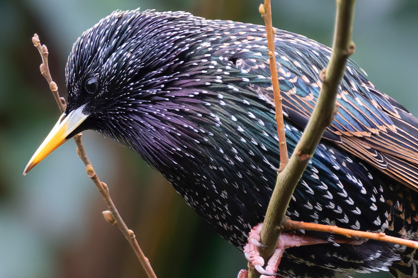 100 percent crop of starling image showing detail
