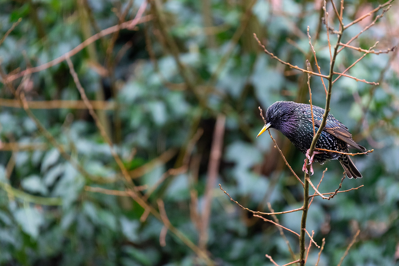 Sample 03 Starling AF-S 200-500mm f/5.6E VR @500mm with Nikon Z5. Camera settings: 1/500 sec. f/5.6. ISO 3600