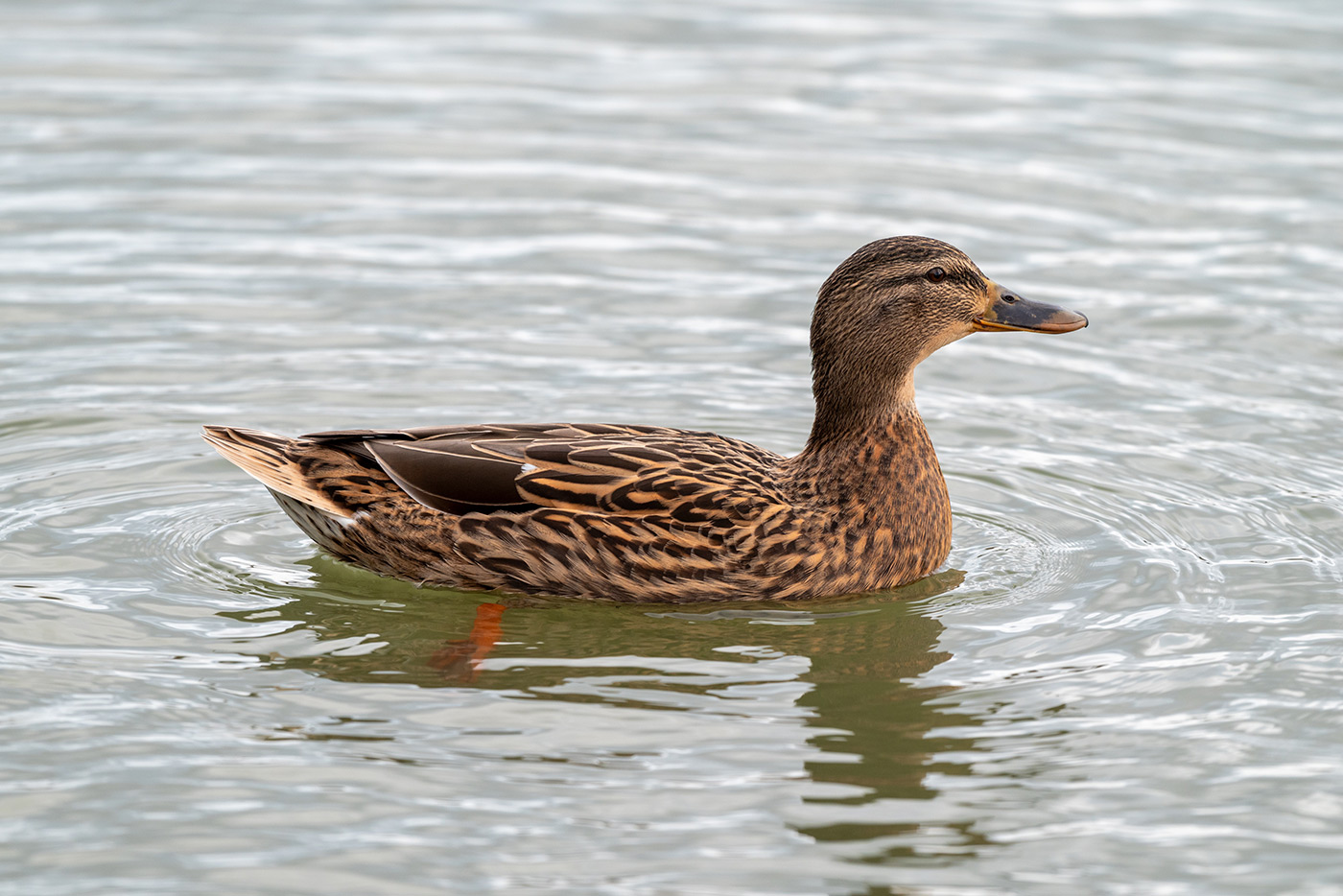 Sample 06 Duck AF-S 200-500mm f/5.6E VR @340mm with Nikon Z5. Camera settings: 1/640 sec. f/5.6. ISO 450